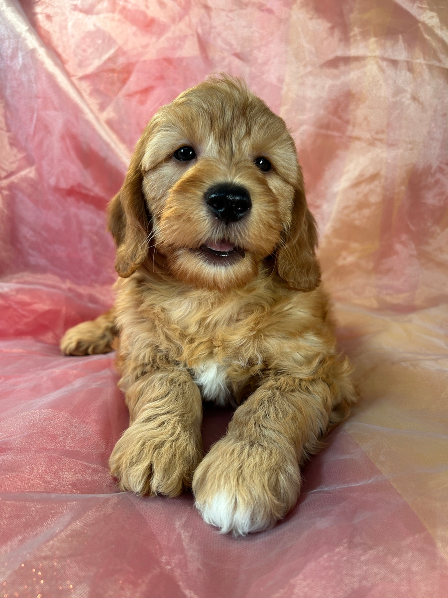 Female F1b Mini Goldendoodle Puppy for Sale DOB 2-18-2024 $1200